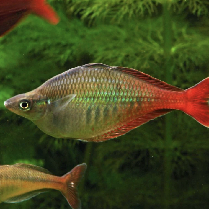 Rainbowfish - Bleheri (Chilatherina bleheri)