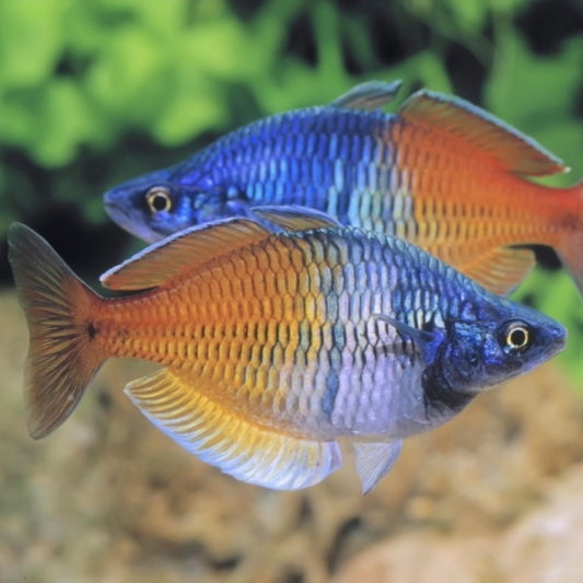 Rainbowfish - Boesmani (Melanotaenia boesemani)