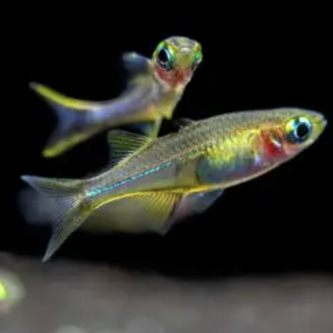 Rainbowfish - Celebes (Marosatherina ladigesi)