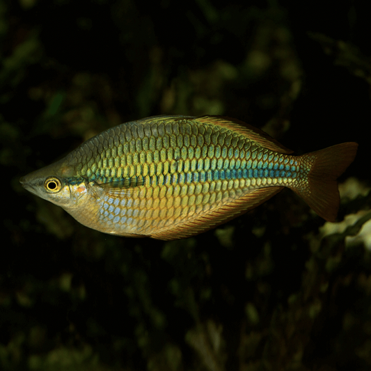 Rainbowfish - Coen River (Melanotaenia Trifasciata)