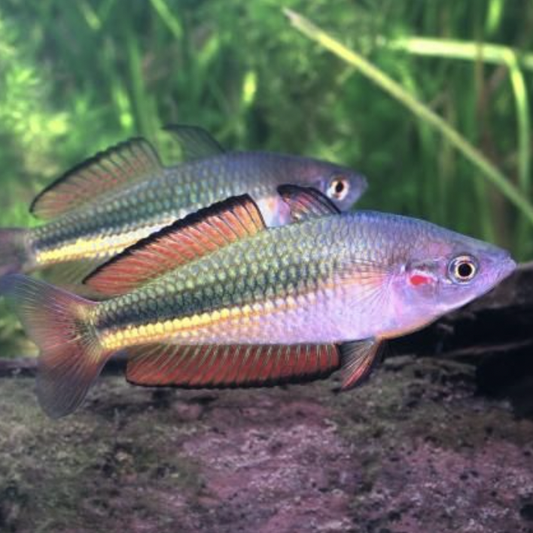 Rainbowfish - Crimson Spotted (Melanotaenia duboulayi)