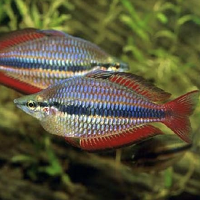 Rainbowfish - Goyder River (Melanotaenia trifasciata)