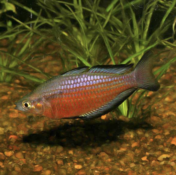 Rainbowfish - Katherine River (Melanotaenia australis)