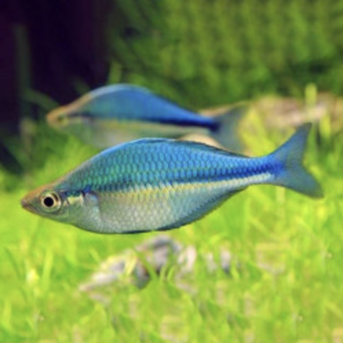 Rainbowfish - Lacustris (Melanotaenia lacustris)