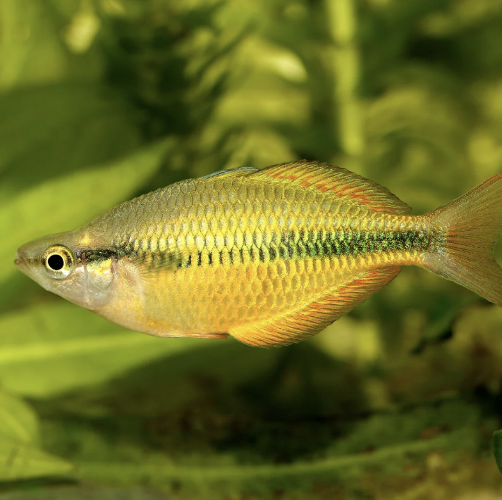 Rainbowfish - Lake Tebra (Melanotaenia herbertaxelrodi)