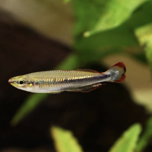 Rainbowfish - Madagascar (Bedotia geayi)