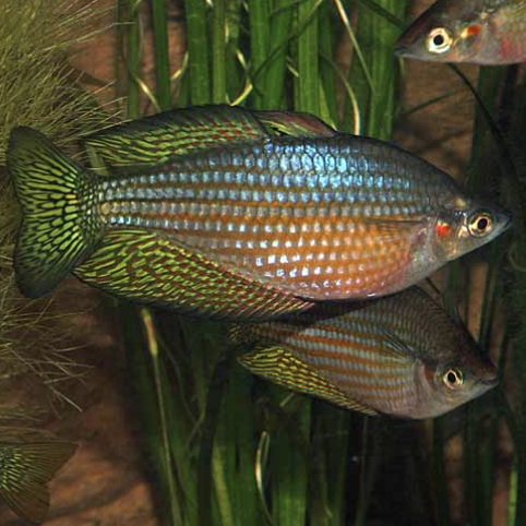 Rainbowfish - Mary River (Melanotaenia splendida inornata)