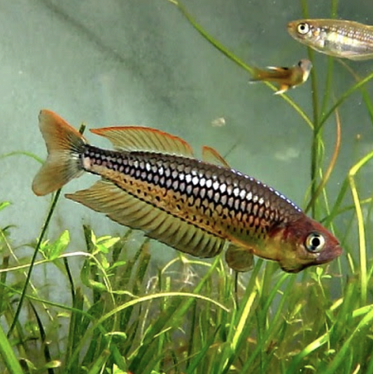 Rainbowfish - Ornate (Rhadinocentrus ornatus)