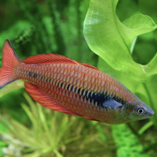 Rainbowfish - Parva (Melanotaenia parva)