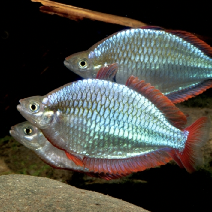 Rainbowfish - Praecox (Melanotaenia praecox)