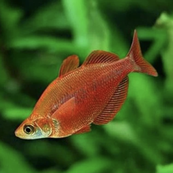 Rainbowfish - Red (Glossolepis incises)