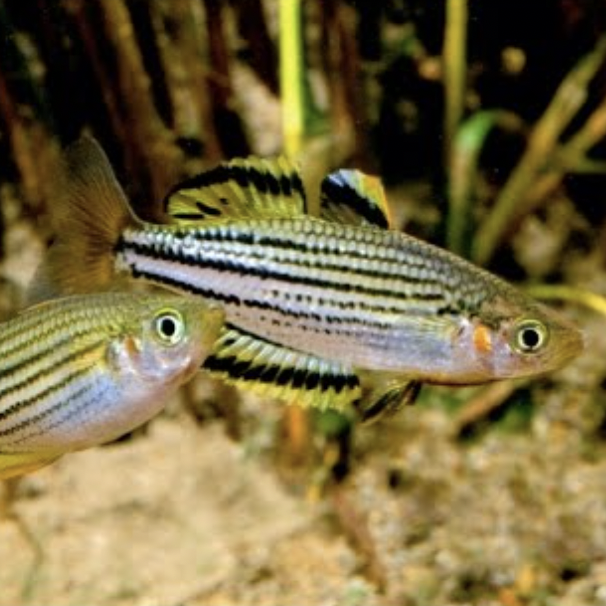 Rainbowfish - Skull Creek (Melanotaenia maccullochi)