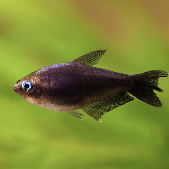 Tetra - Black Emporer (Nematobrycon palmeri)