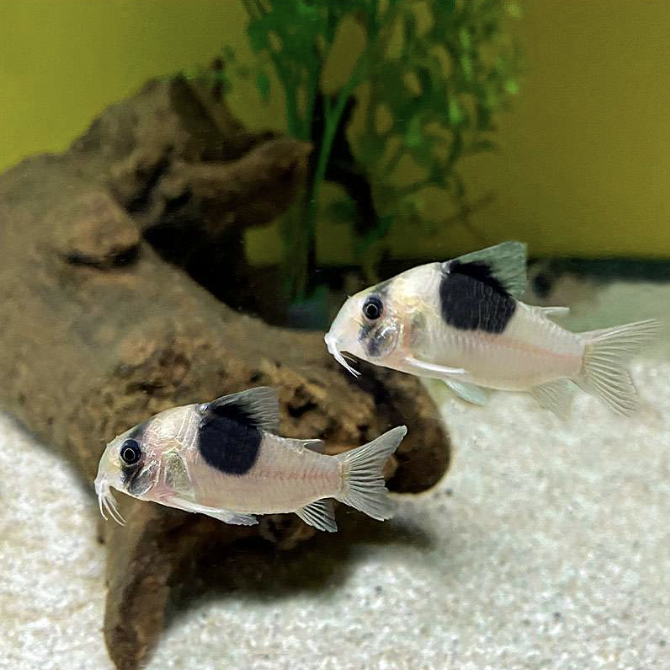 Corydoras - New Panda CW051 (Corydoras sp. “CW051”)