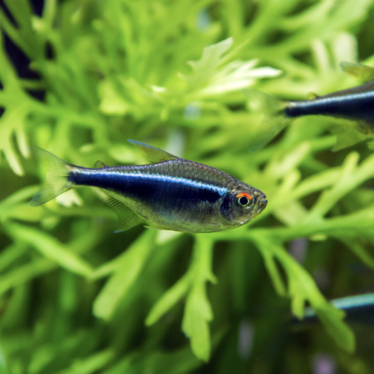 Black Neon Tetra