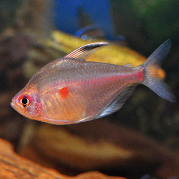 Tetra - Bleeding Heart (Hyphessobrycon erythrostigma)