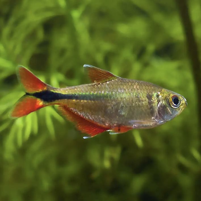 Tetra - Buenos Aires (Hyphessobrycon anisitsi)