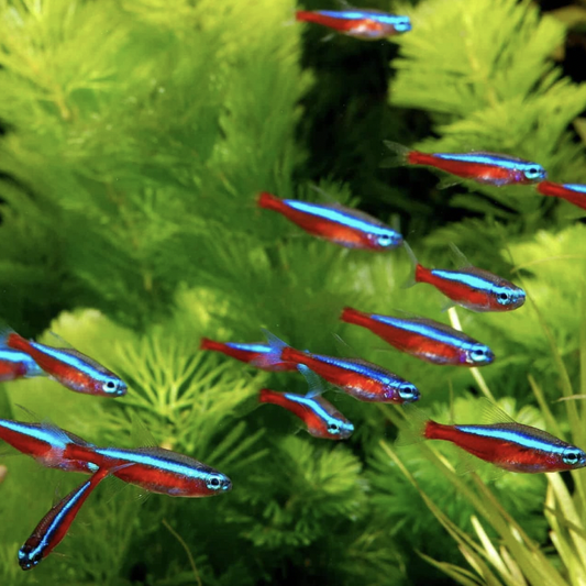 Cardinal Tetra