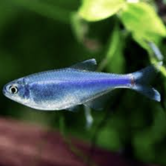 Tetra - Cochus Blue (Boehlkea fredcochui)