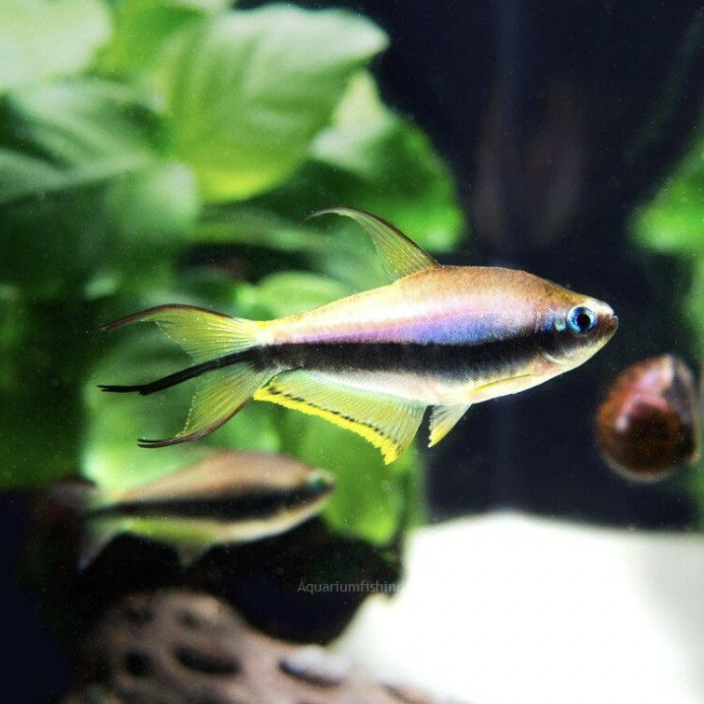 Tetra - Emperor (Nematobrycon palmeri)