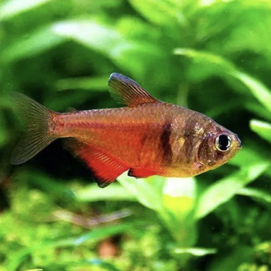 Tetra - Flame (Hyphessobrycon flammeus)