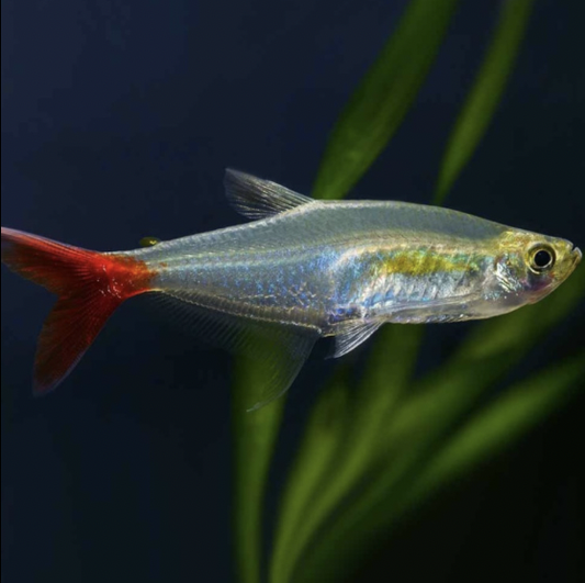 Tetra - Glass Bloodfin (Aphyocharax anisitsi)