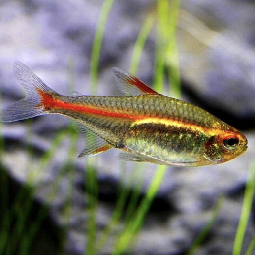 Tetra - Glowlight (Hemigrammus erythrozonus)