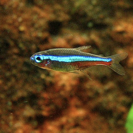 Tetra - Green Neon (Paracheirodon simulans)