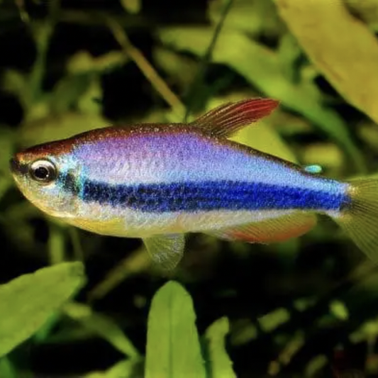 Tetra - Kerri (Inpaichthys kerri)