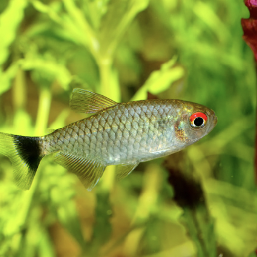 Tetra - Lamp Eye (Moenkhausia sanctaefilomenae)