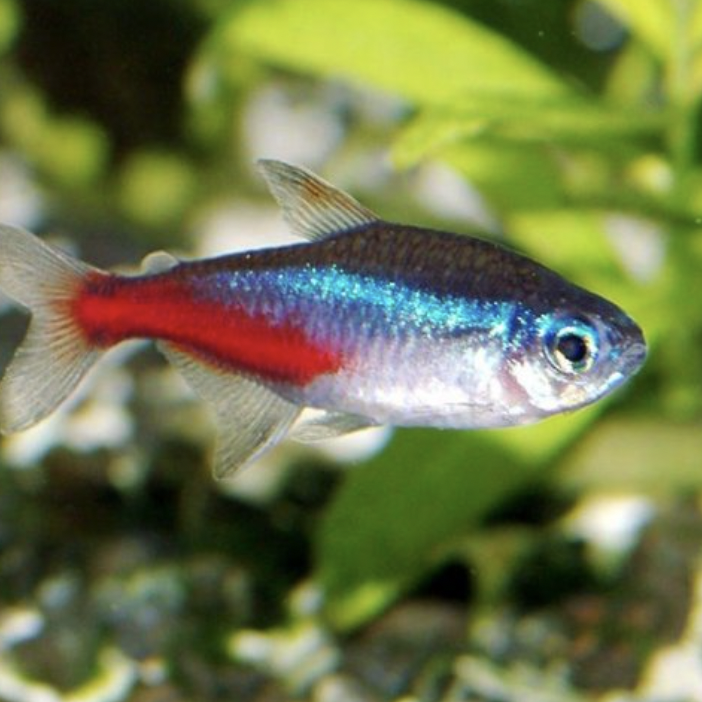 Neon Tetra