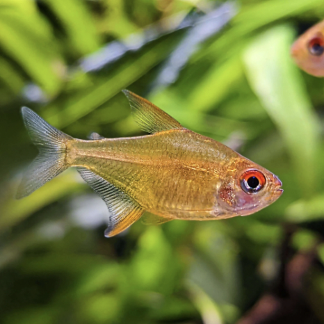 Tetra - Orange Lemon (Hyphessobrycon Pulchripinnis)