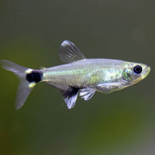 Tetra - Paraguay (Aphyocharax paraguayensis)