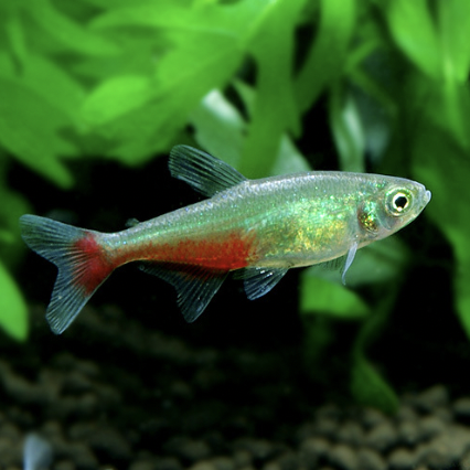 Tetra - Red Belly (Aphyocharax rathbuni)