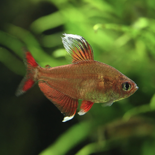 Tetra - Rosy (Hyphessobrycon rosaceus)