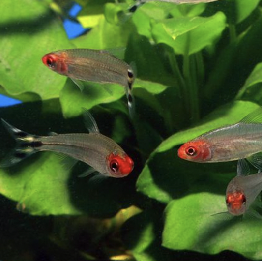 Tetra - Rummy Nose (Hemigrammus rhodostomus)