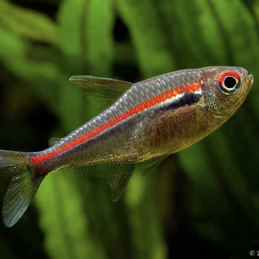 Tetra - Scarlet Amapa (Hyphessobrycon amapaensis)