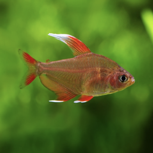 Tetra - White Fin Ornate (Hyphessobrycon bentosi)