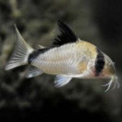 Corydoras - Bandit (Corydoras metae)