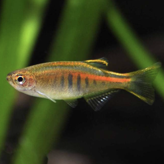 Danio - Choprae (Celestichthys choprae)