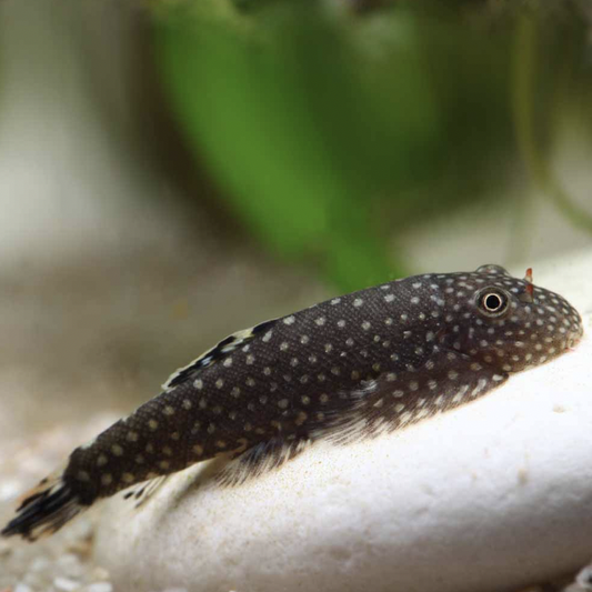 Loach - Borneo (Gastromyzon punctulatus)