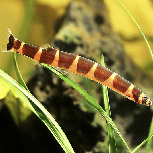 Loach - Striped Kuhli (Pangio kuhlii)