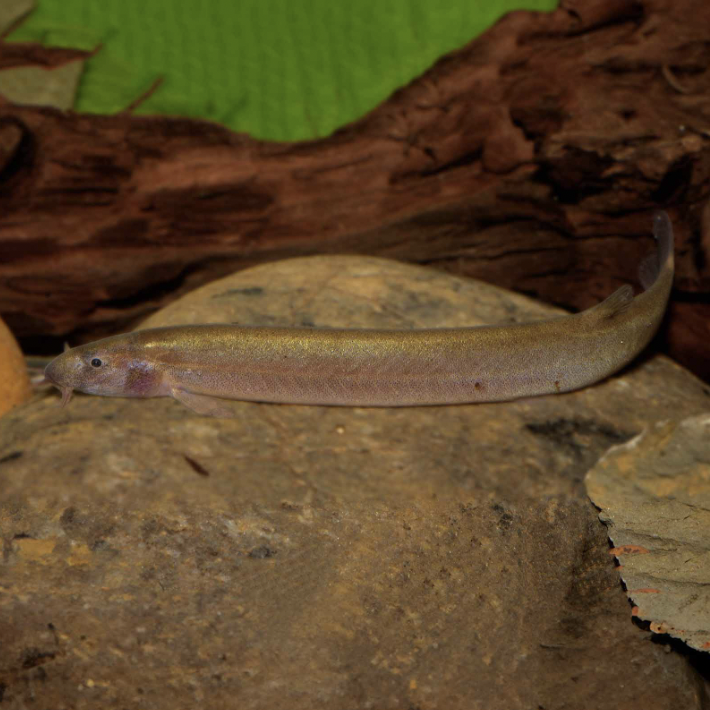 Loach - Black Kuhli (Pangio oblonga)