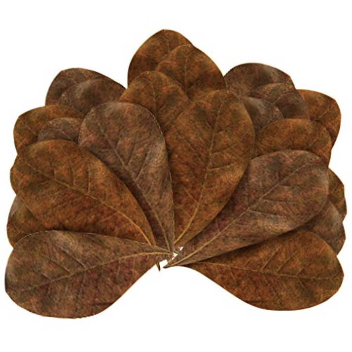 Indian Almond Leaves 10gm (approx 20 leaves)