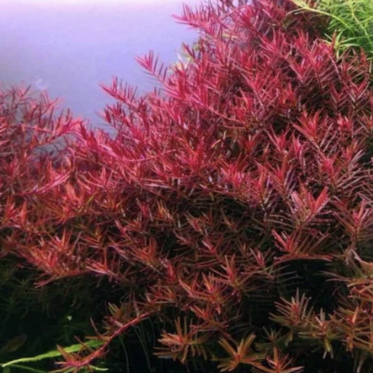 Rotala Blood Red