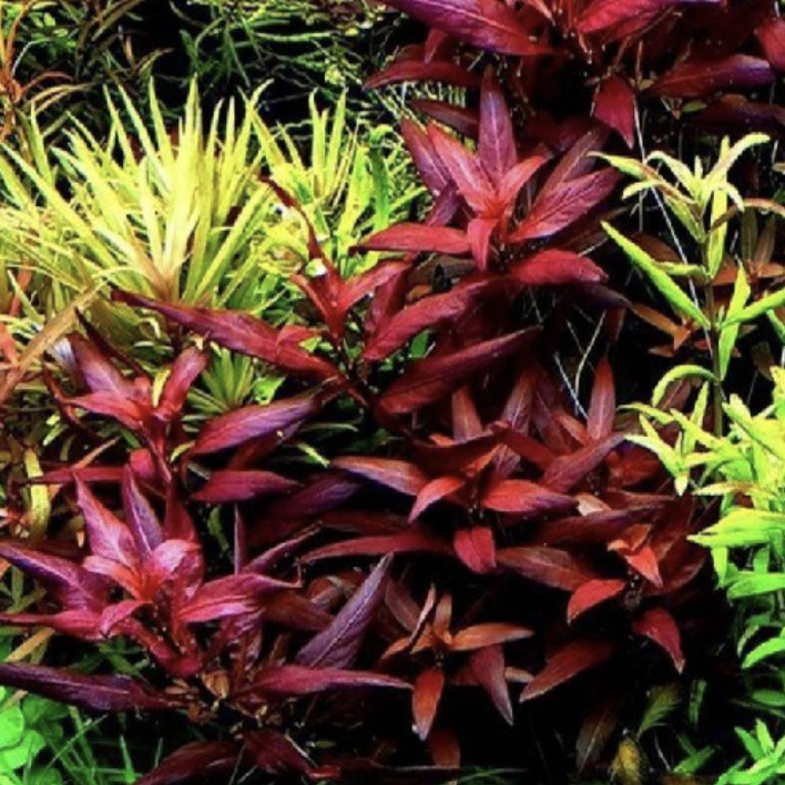 Ludwigia Glandulosa