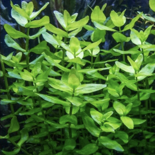 Bacopa Japan