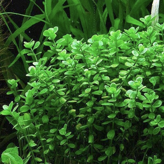 Bacopa Monnieri