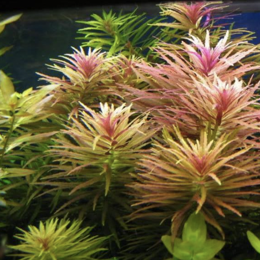 Limnophila Aromatica