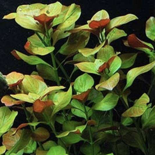 Ludwigia Natans